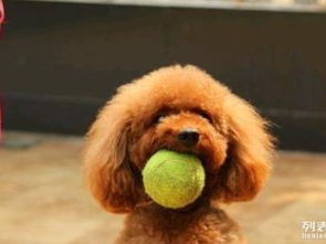 上海最大專業(yè)酒店式寵物寄養(yǎng)訓(xùn)練中心招募啟動