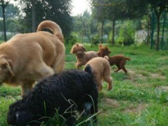 成都哆咭屋寵物寄養(yǎng) 看得見(jiàn)的安心，專業(yè)寵物服務(wù)新選擇