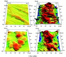 滅活細(xì)菌生物膜雜化鈦金屬材料的生物活性研究