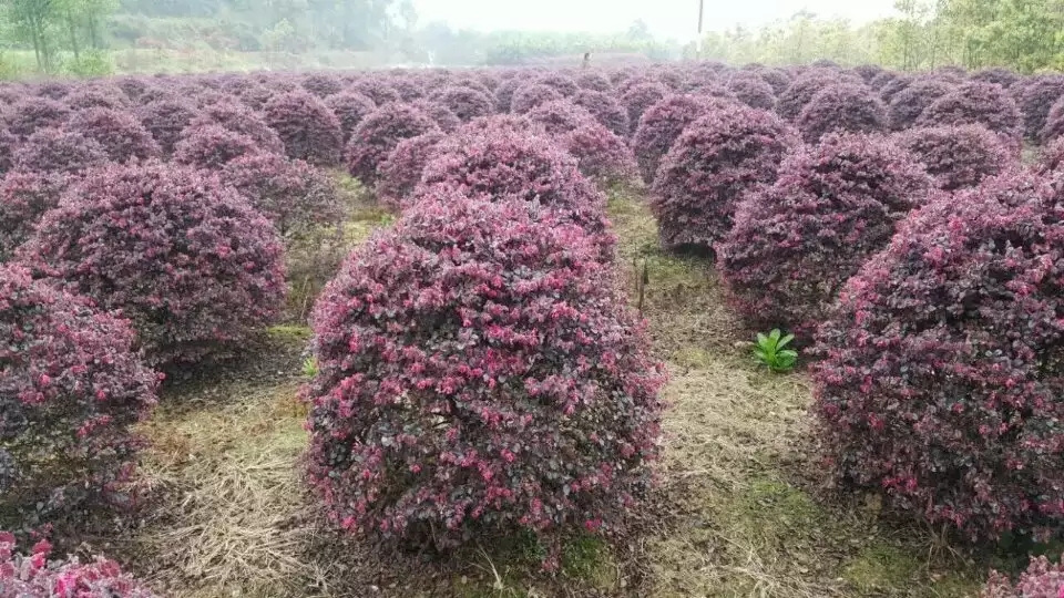 紅花繼木球價格與產地報價表全覽 - 湖南長沙大美園林
