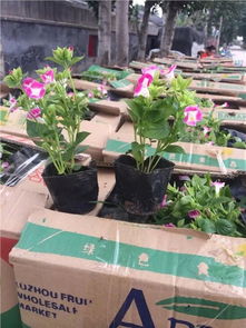 青州市曉敏花卉苗木專業合作社 打造石家莊綠化美化的一站式草花供應基地
