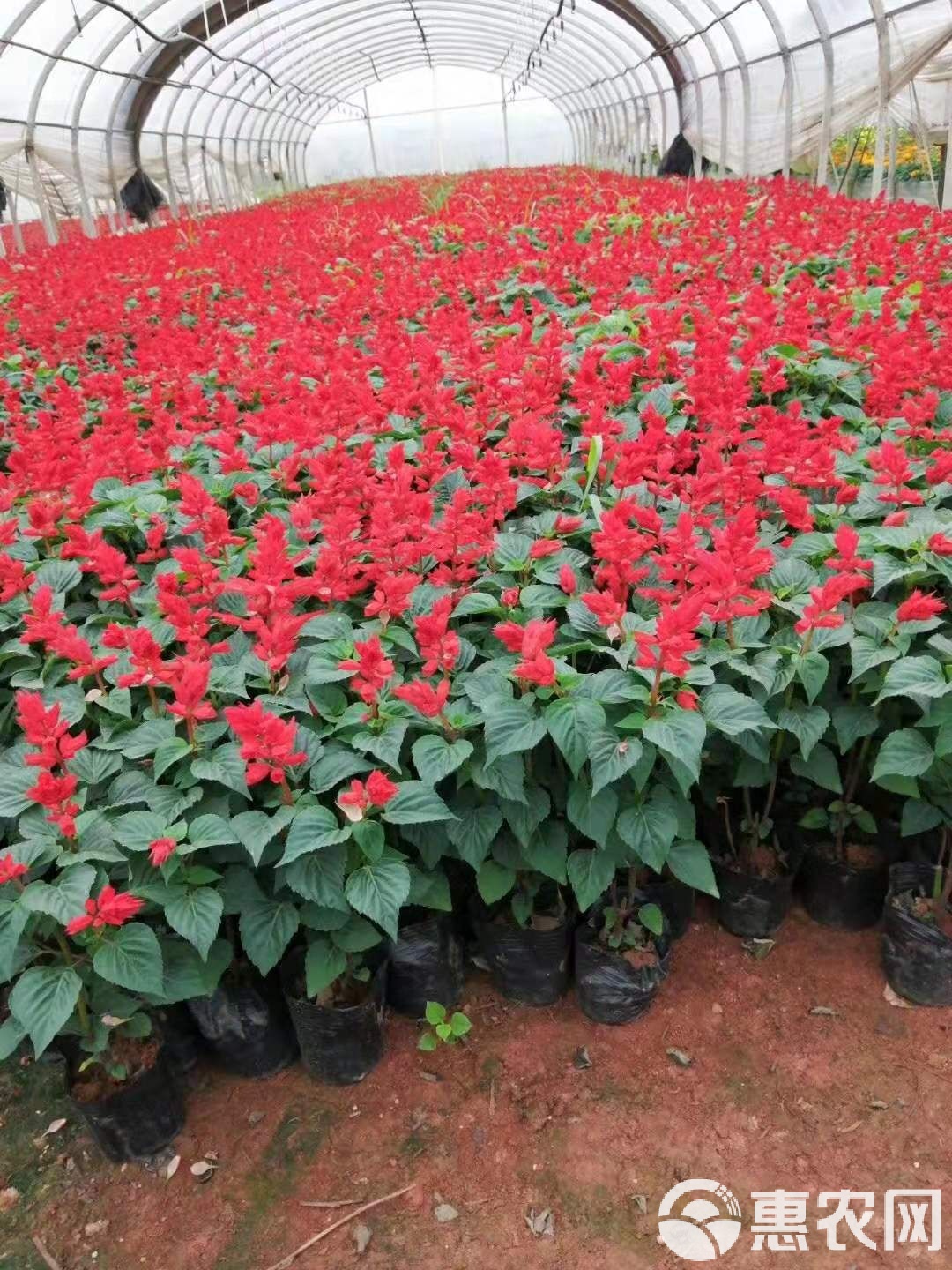 紅千層之美 宜良成芳苗圃合作社的綠化苗木與花卉地被