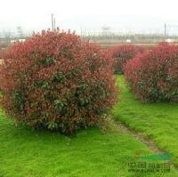 常州溧陽紅葉石楠 冠幅300公分的優(yōu)質(zhì)苗木供應(yīng)