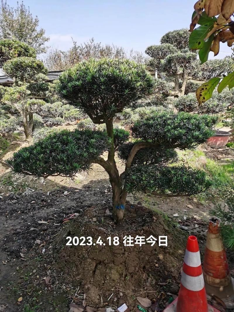 奶廟街耀新花卉苗木合作社銷售精品景觀樹13839781090