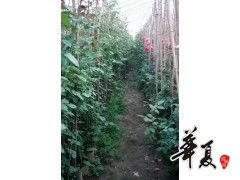 精品藤本月季大量常年供貨，南陽玉蘭苗木合作社助您花園常艷