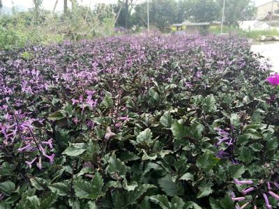 貴州惠美源萬壽菊價格詳解 30厘米規格價值幾何？