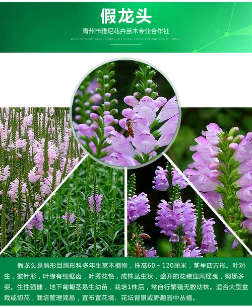 龍柏供應·青州市雅尼花卉苗木專業合作社——優質花卉苗木一站式采購指南