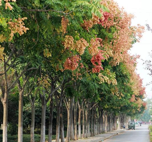 花卉苗木網 一站式花卉苗木資訊與交易平臺