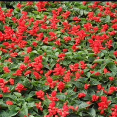 草花-合勝花卉苗木 優質商家，打造您的花卉苗木天堂