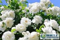 多花薔薇與白色薔薇 攀緣藤本花卉的種植與景觀應(yīng)用指南